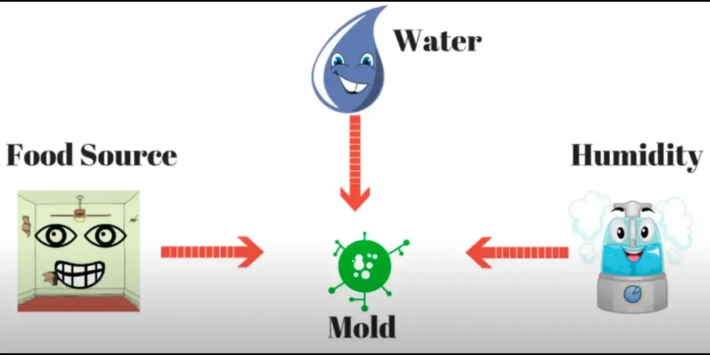 image of mold growing reasons