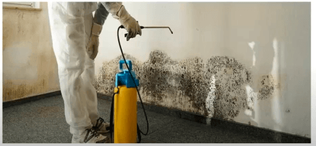 spraying chemical on for for mold removing