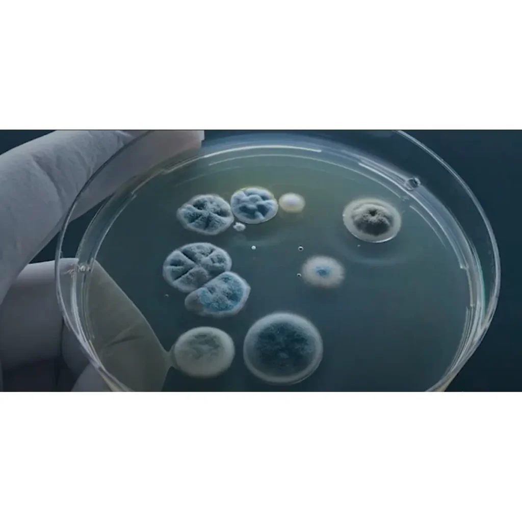 mold on glass